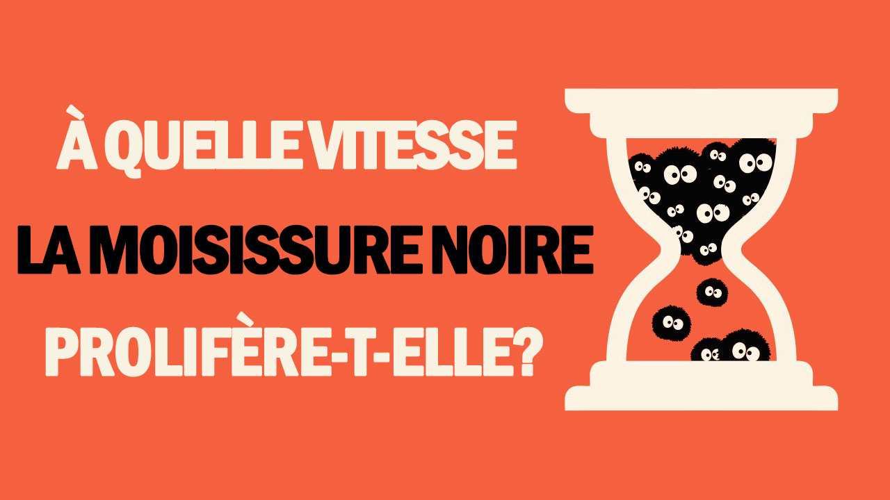 vitesse la moisissure noire