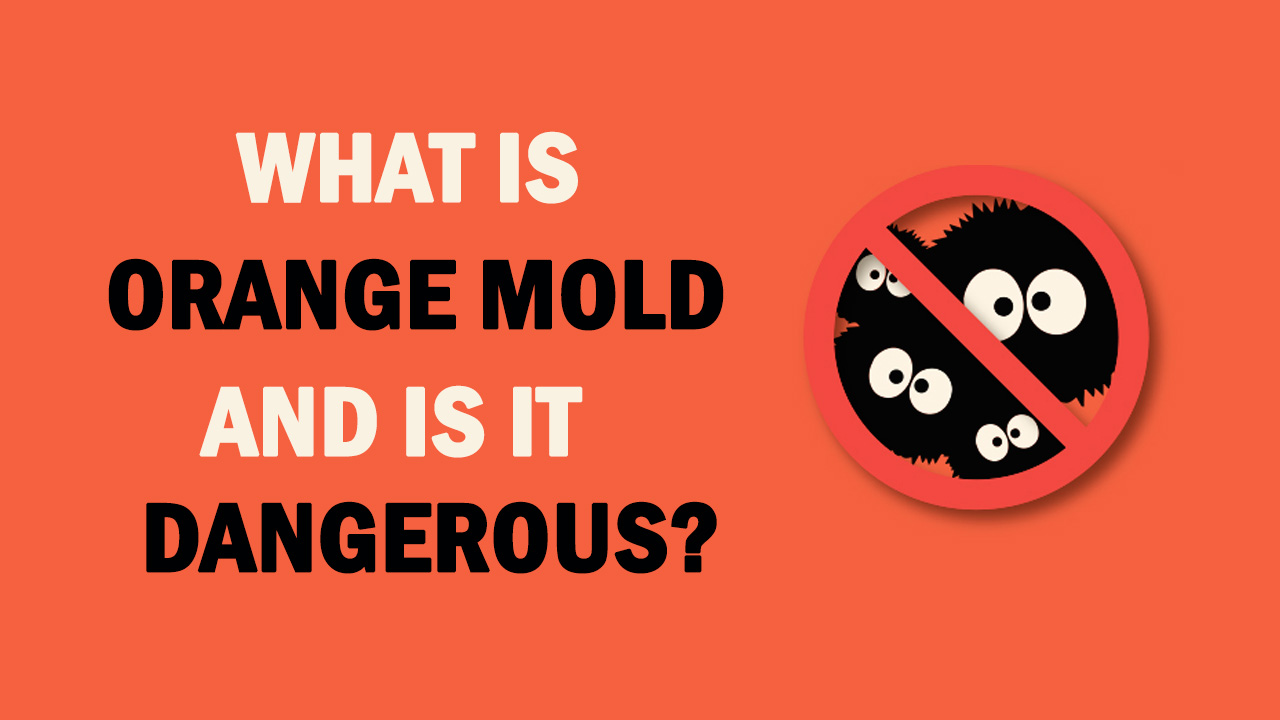 What Is Orange Mold Is It Dangerous Orange Mold Facts