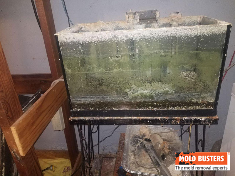 white and green mold in basement