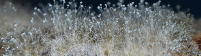 Mucor sp colony with visible sporangiophores