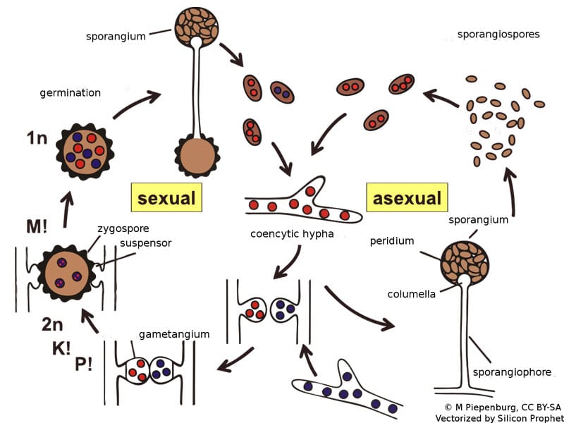 The life cycle and reproduction of Mucor sp