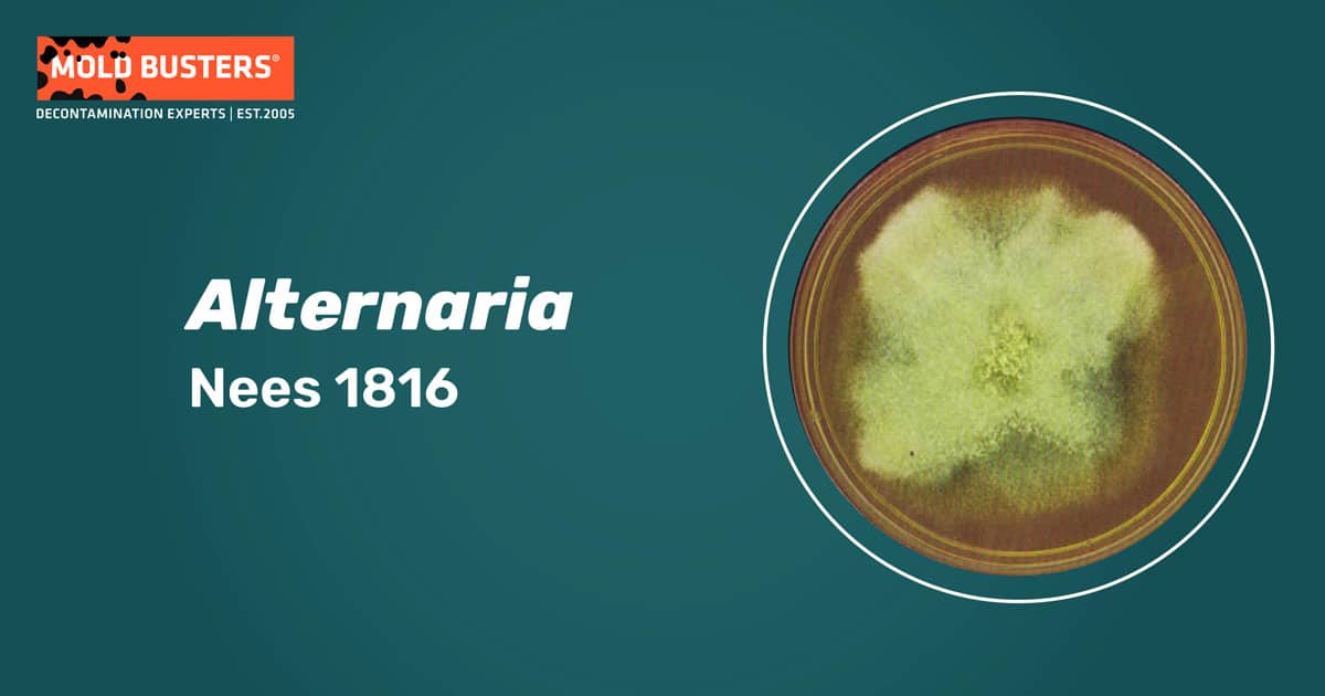 Alternaria