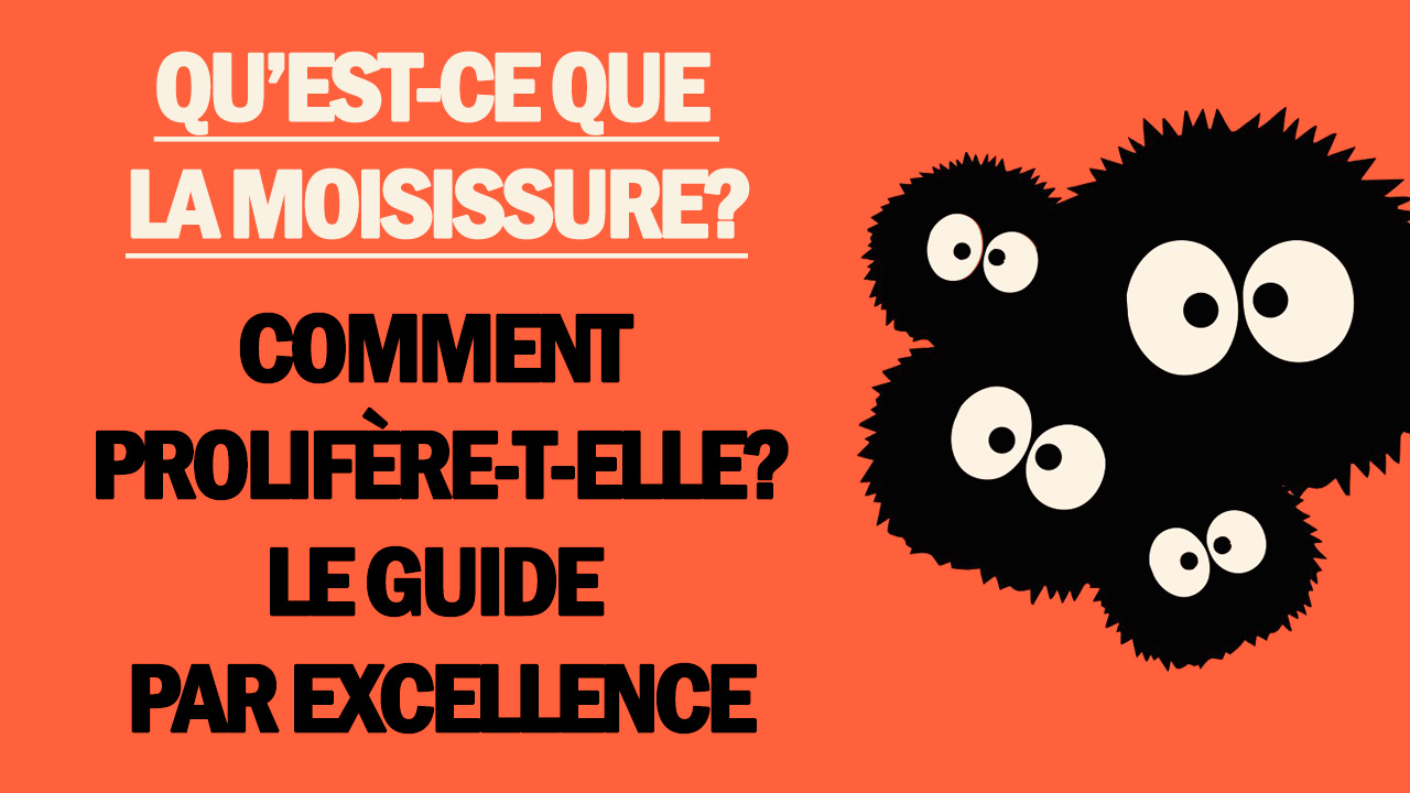 Qu’est-ce que la moisissure