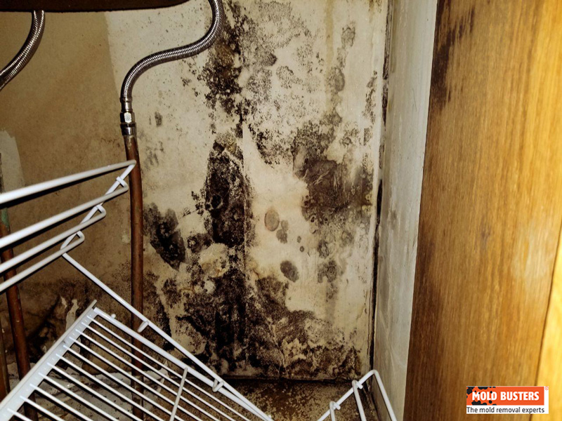 black mold inside kitchen cabinet