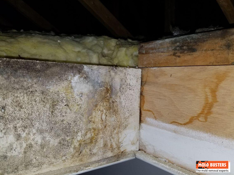 hidden mold spores