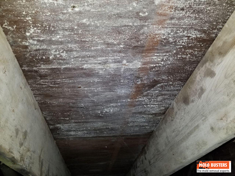 mold in crawl space