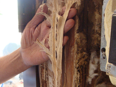 Poria Incrassata 02