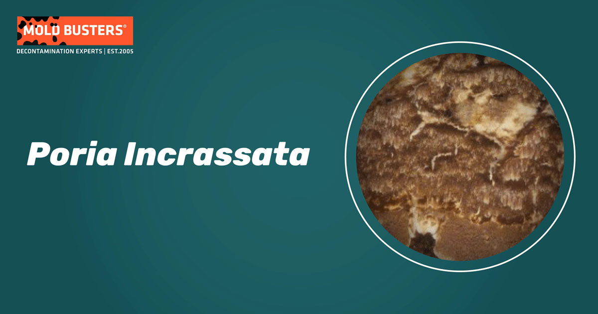 Poria Incrassata Poria Incrassata