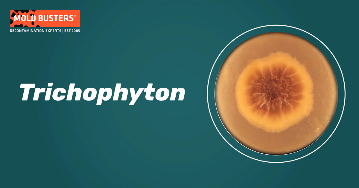 Trichophyton Trichophyton