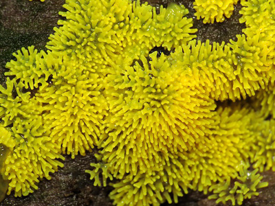 Ceratiomyxa fruticulosa Myxomycetes