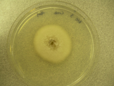 01 Phoma plate