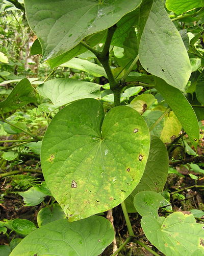 04 Sakau leaf spot (phoma)