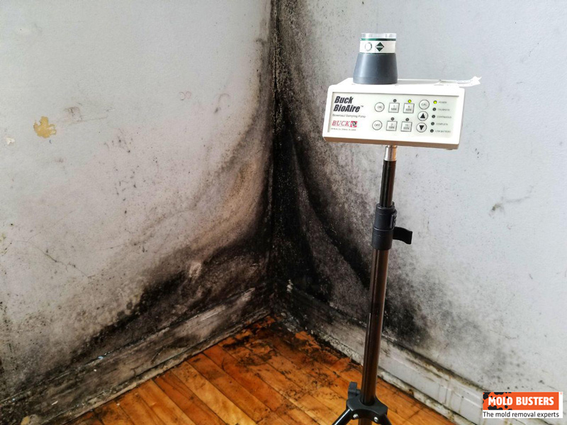 Black Mold Air Quality Test