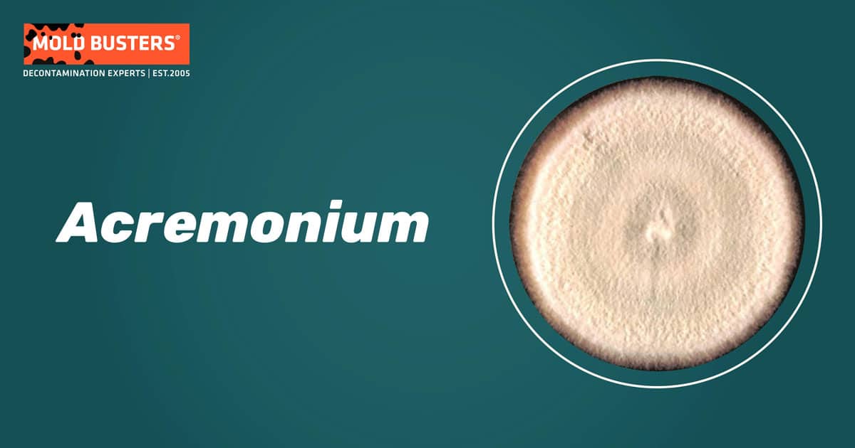 Acremonium Acremonium