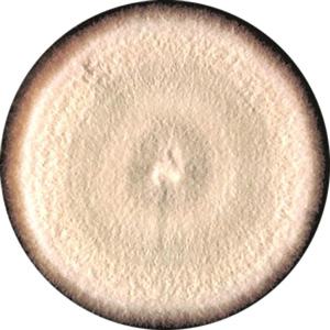 Acremonium