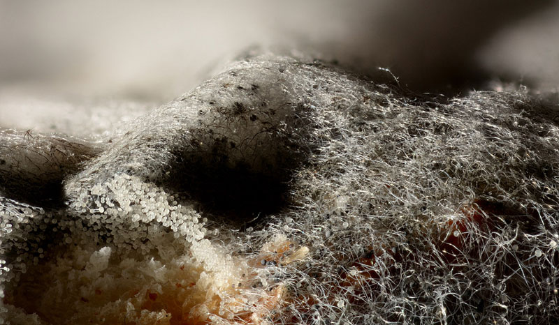 black mold on bread