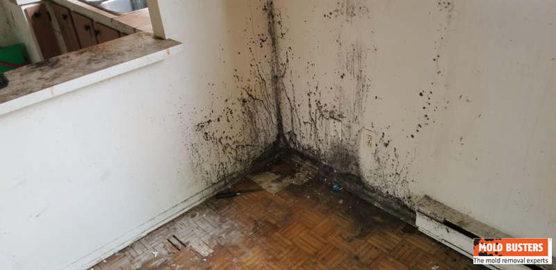 black mold