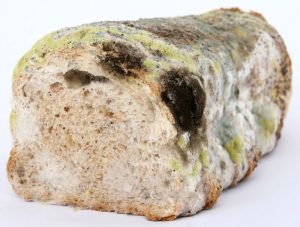 Mold on Food (Ultimate Guide) - Can You Kill Mold By Cooking It?