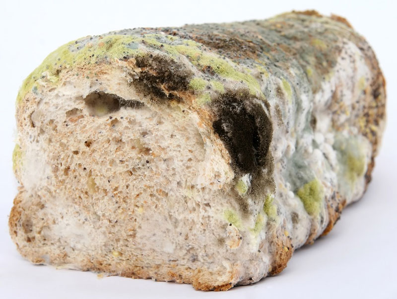 What to do when you see mold on your food