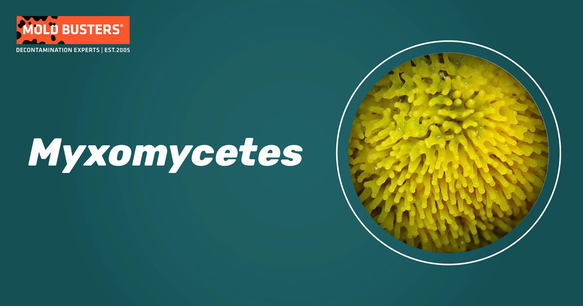 Myxomycetes Myxomycetes