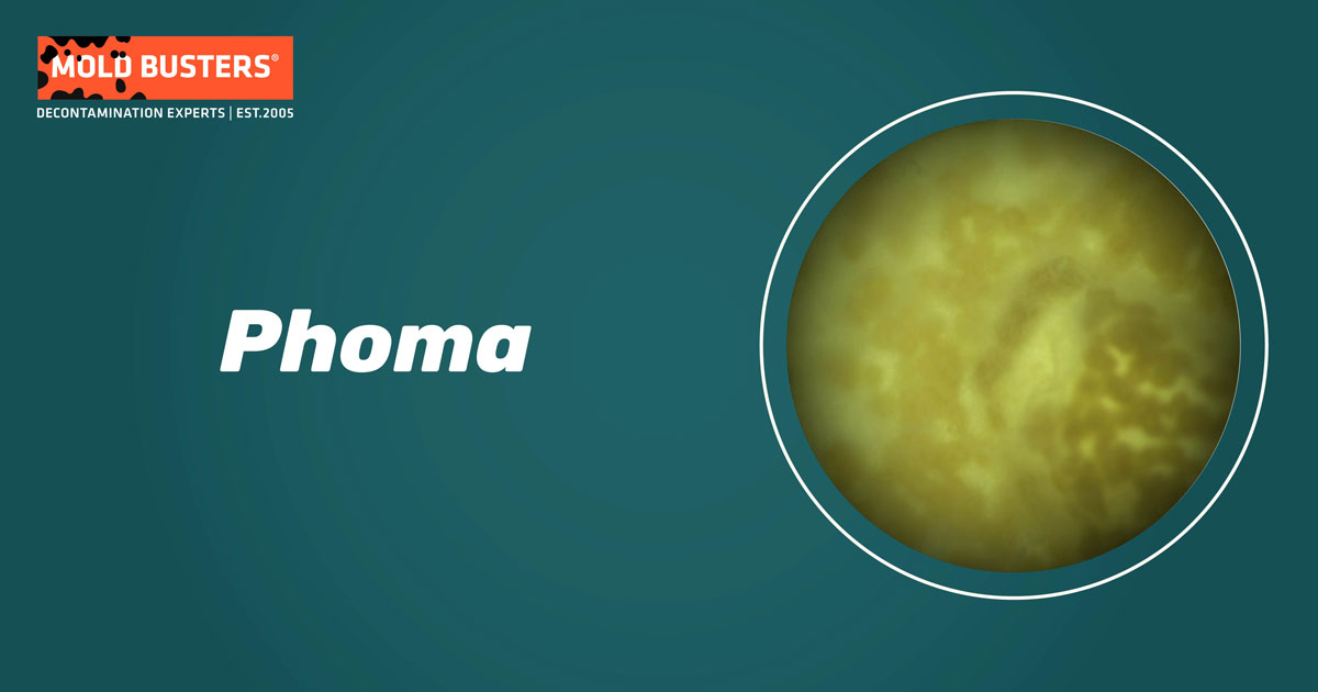 Phoma Phoma