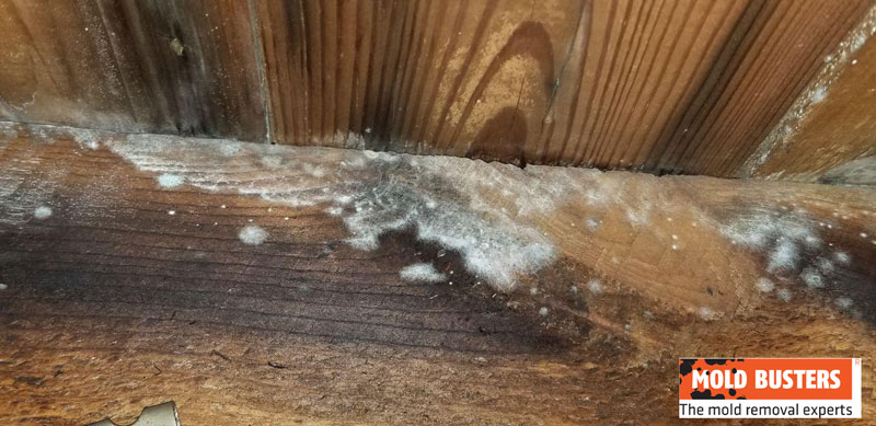White Mold Is It Dangerous How To, How To Get Rid Of White Mold In The Basement