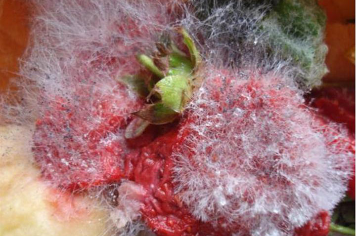 white mold on food strawberry