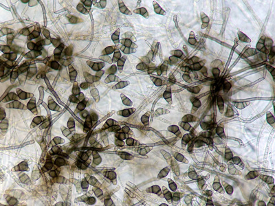 Curvularia sp. (conidia)