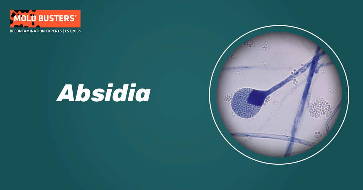 Absidia Absidia