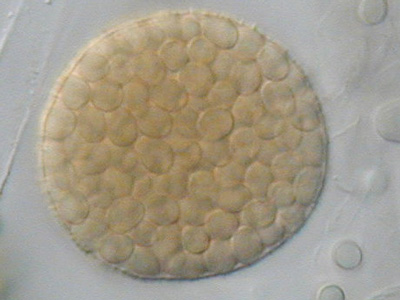 absidia corymbifera