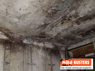 black mold