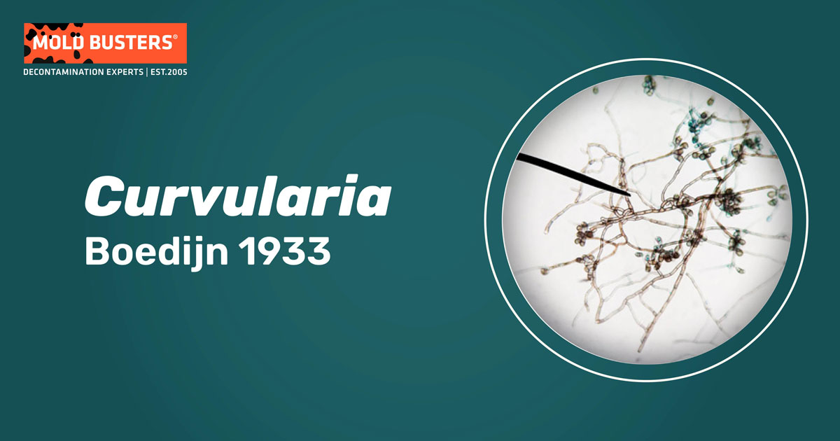 Curvularia Curvularia