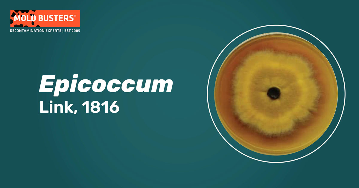 Epicoccum Epicoccum