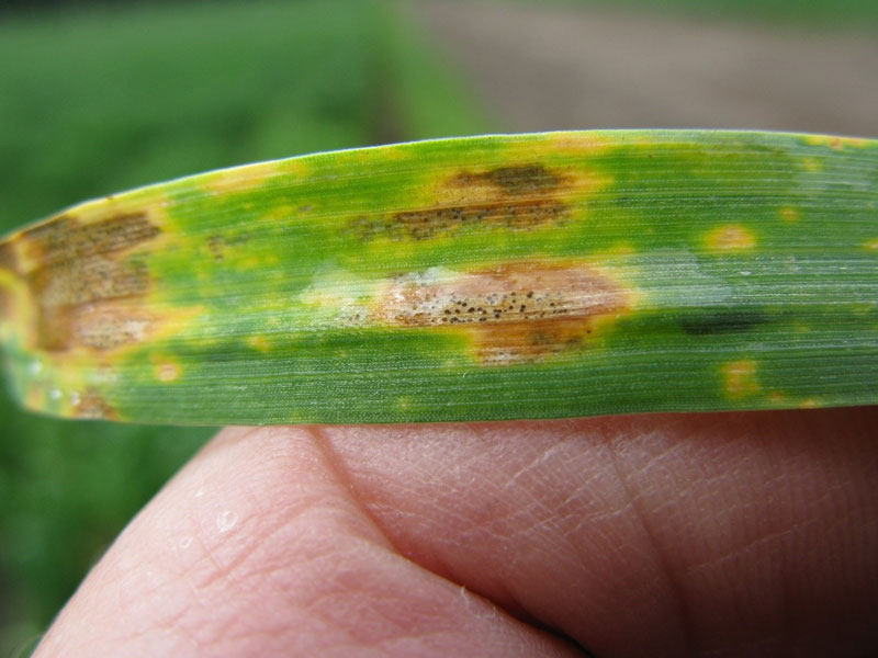 growth of epicoccum sp on necrotic lesions in wheat