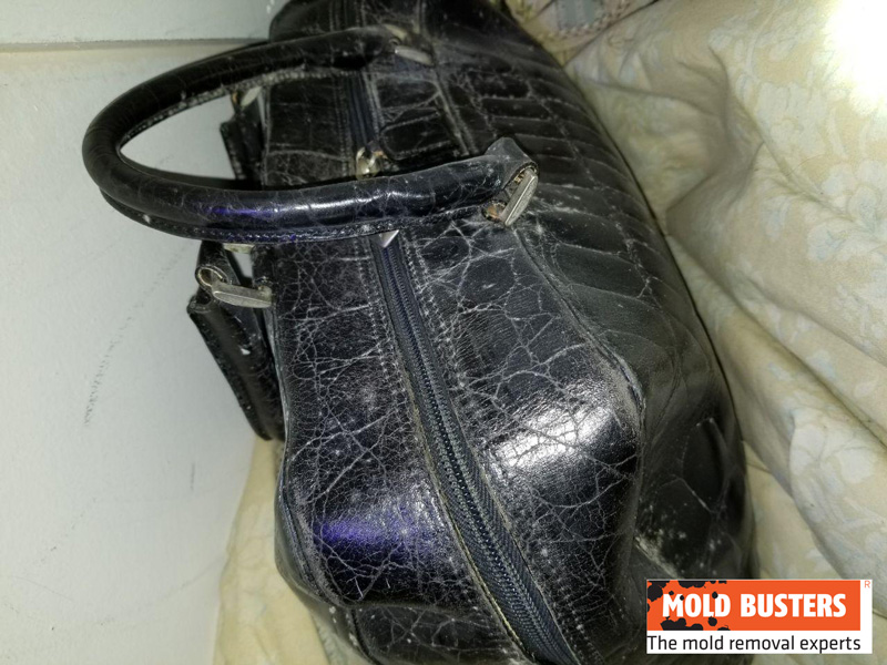 mold on bag