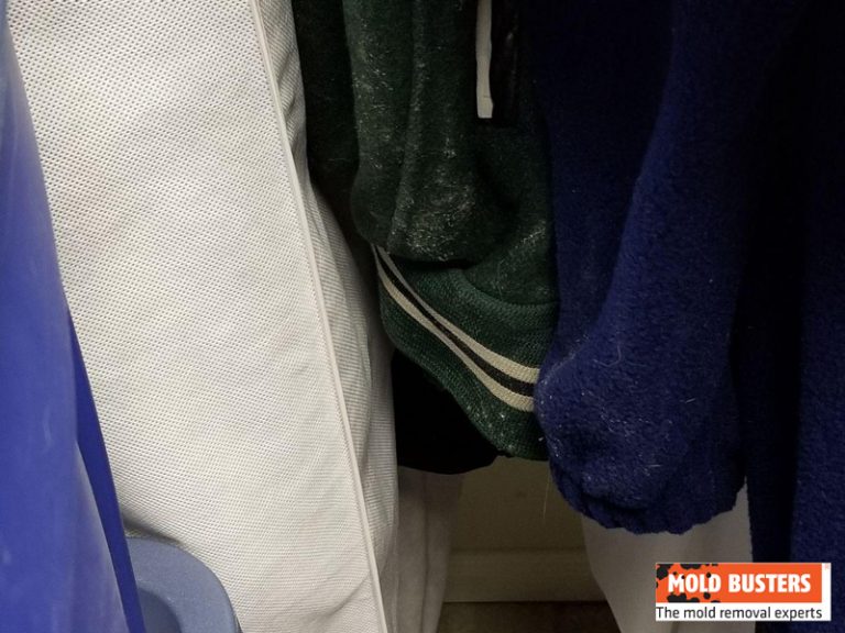 Ultimate Guide to Mold on Clothes Prevention, Identification, and Removal