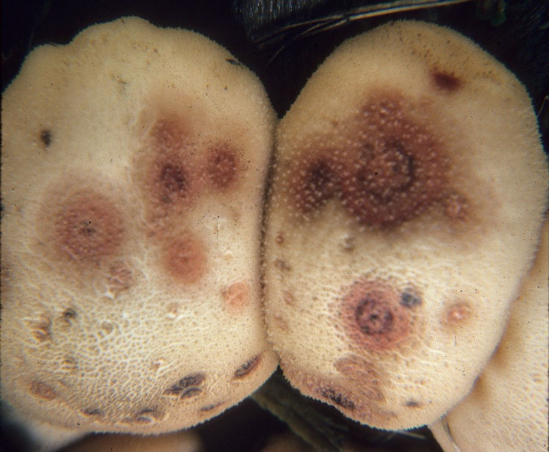 orange epicoccum nigrum growing on the puffball mushroom lycoperdon pyriforme