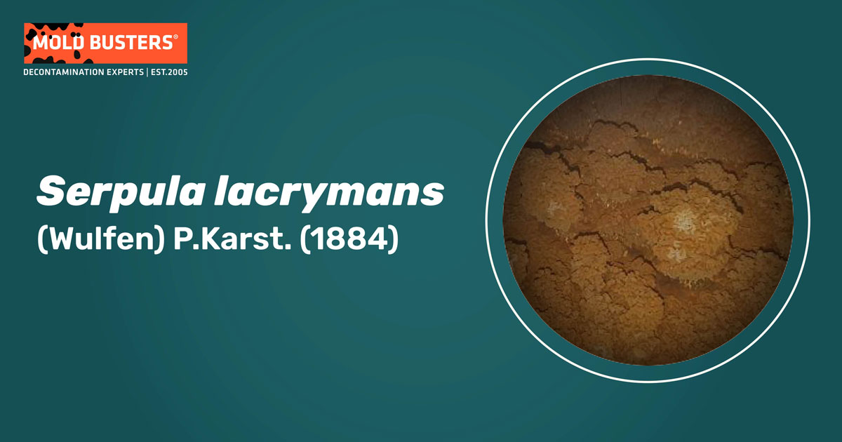 Serpula lacrymans Serpula lacrymans
