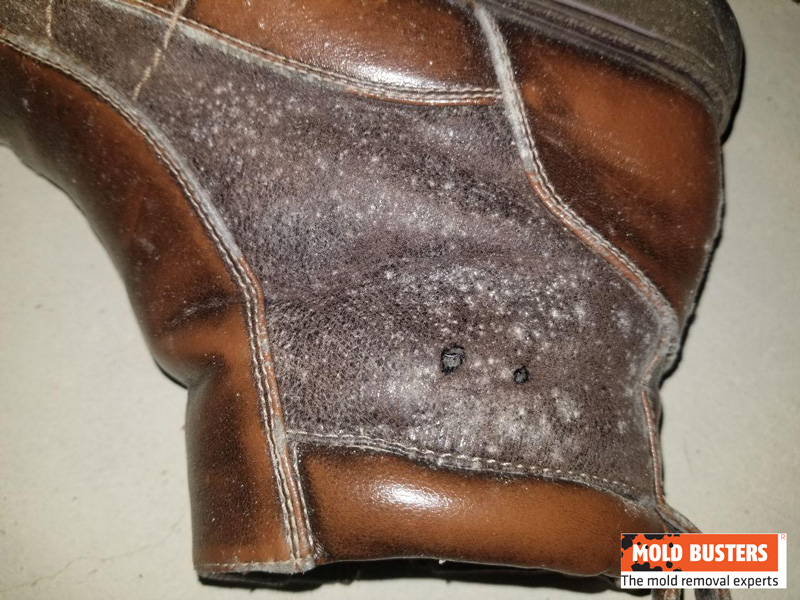 white mold on shoe