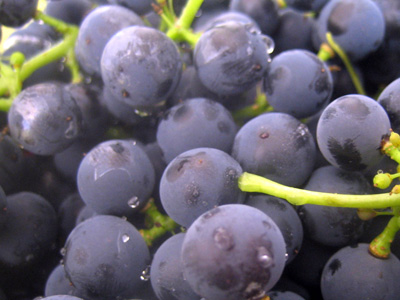 yeast on grapes