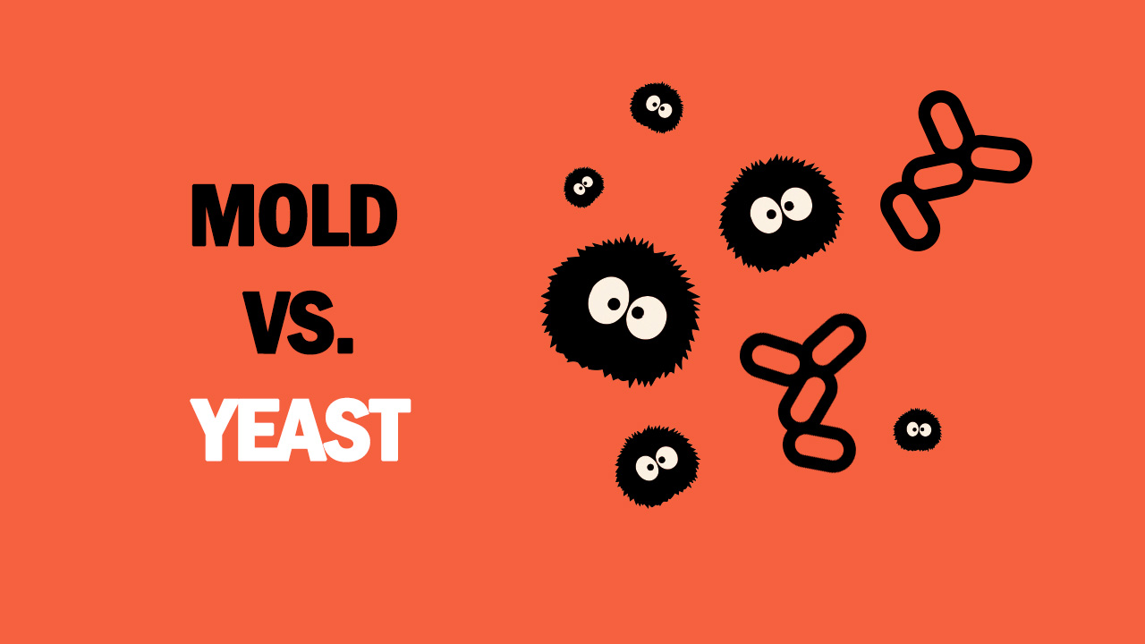 Yeast vs Mold – Difference between Mold and Yeast