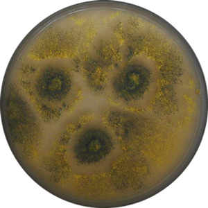 Eurotium