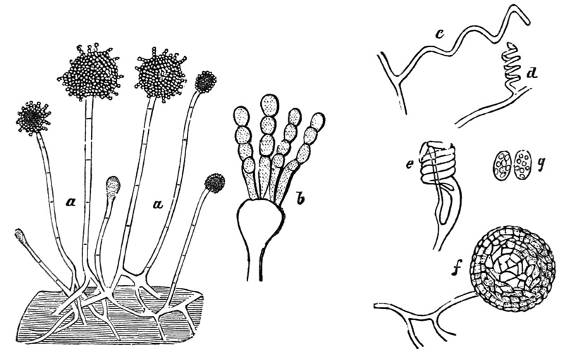 Eurotium aspergillus glaccus