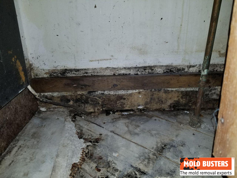 black mold on kitchen walls