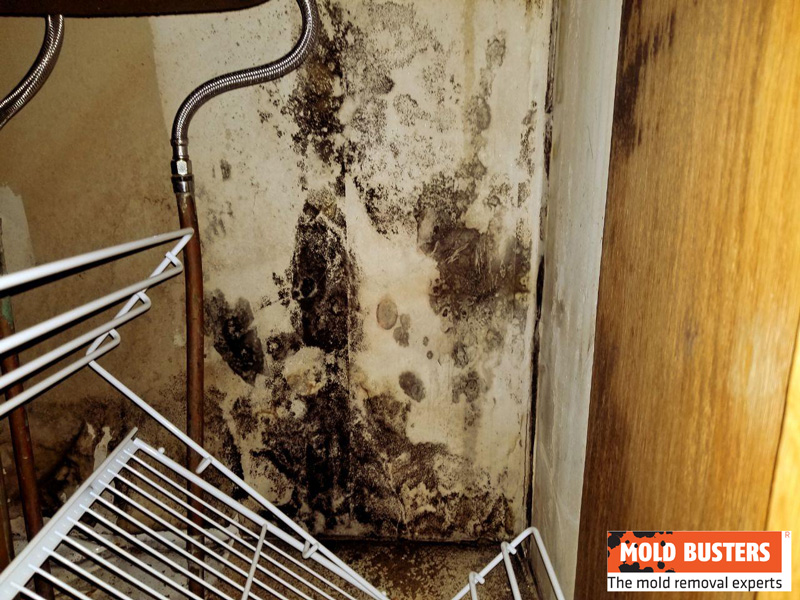 black mold under kitchen sink