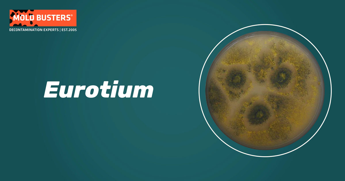 Eurotium Eurotium