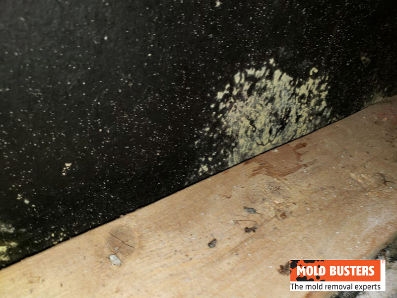 how to identify yellow mold