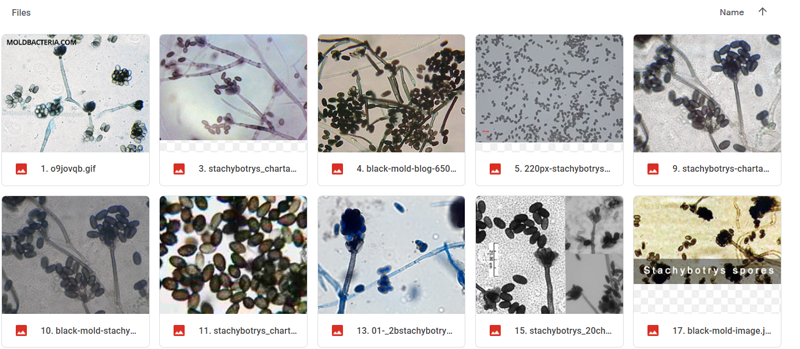 Mold Identification Chart