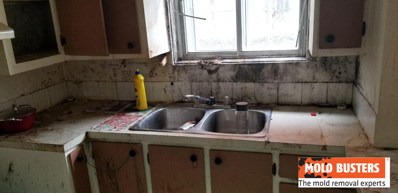 kitchen mold