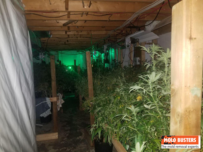 marijuana grow op